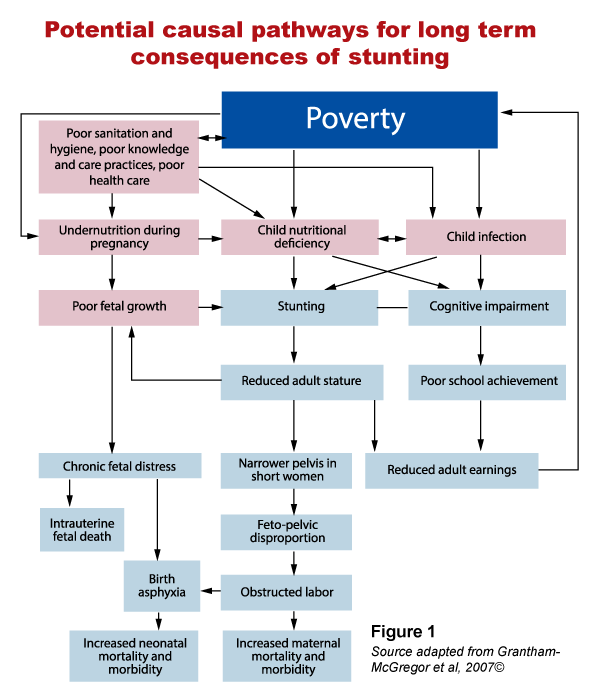 potential-consequences-of-stunting
