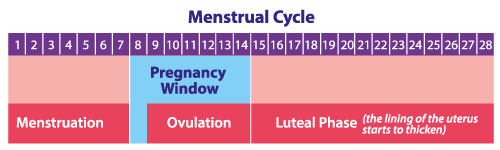 menstrual-cycle