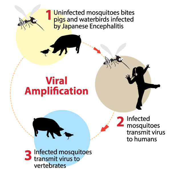 how-is-je-transmitted