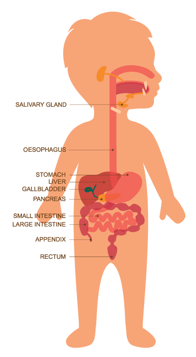 Gut Healthy Food For Your Children - Positive Parenting