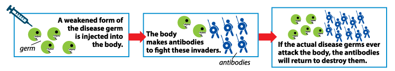 antibodies