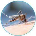 aedes-mosquito