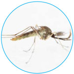 culex-mosquito
