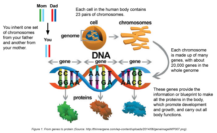 Protein disorders