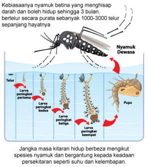 Kenali Jenis Nyamuk Di Malaysia - Positive Parenting