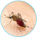 mansonia-mosquito
