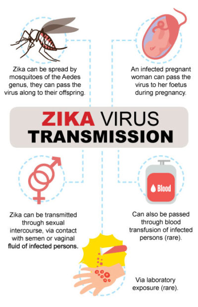 Zika virus transmission