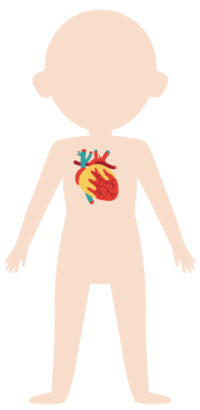 Diagram of a heart