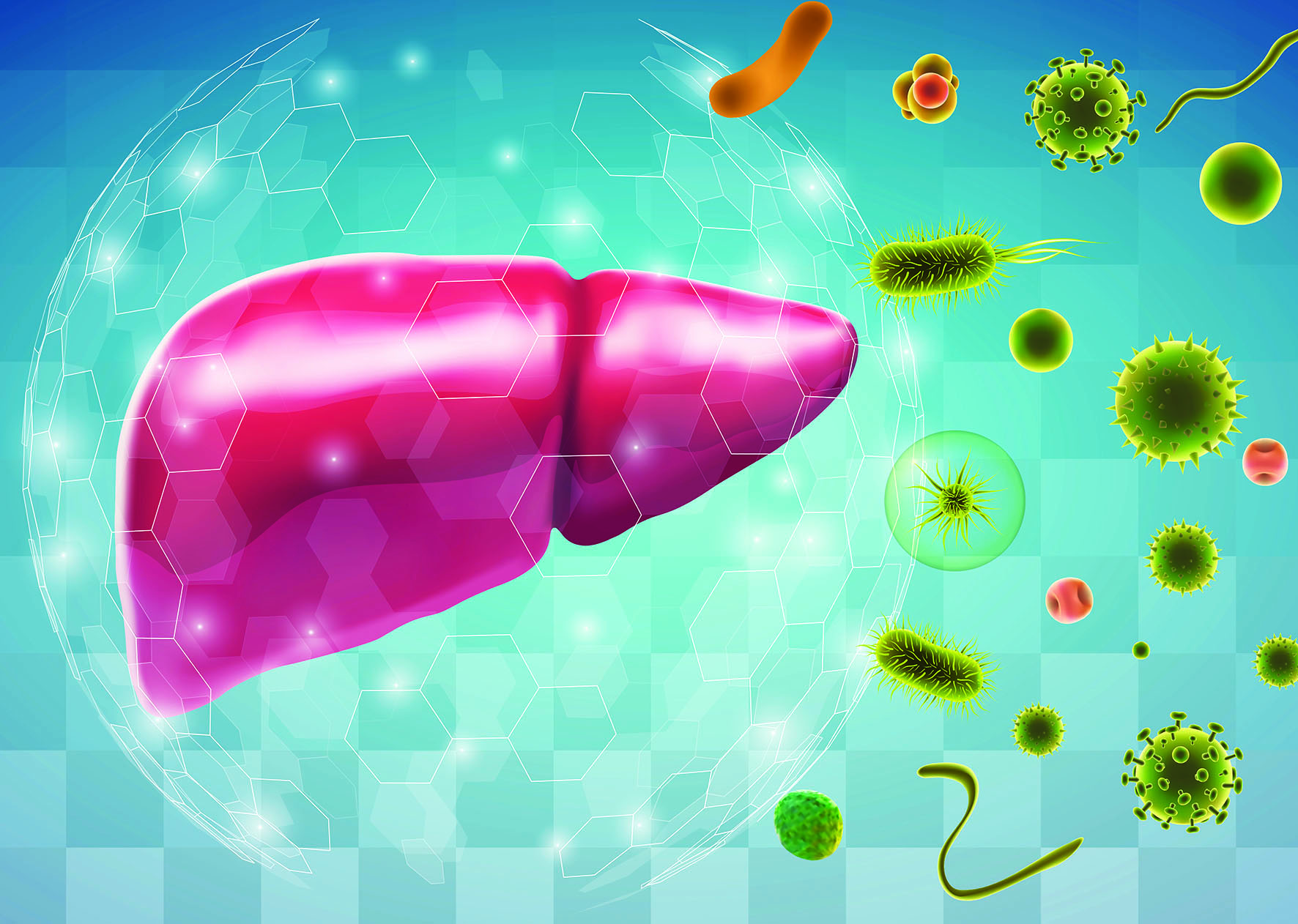 Liver Volume Vector vector human liver, volumetric 3d organ for drugs and medical ne ...